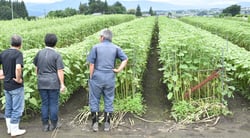 ヒマワリの状態や虫などを確認する生産者ら