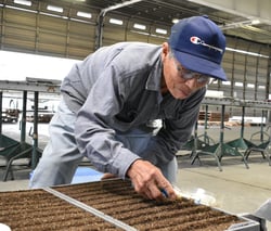 電動歯ブラシを使って播種を行う生産者