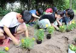 花壇に色とりどりの花苗を植える宮川小児童