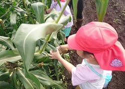 スイートコーンを収穫する園児