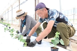 キュウリの苗を定植する小泉克英さん（右）とご家族