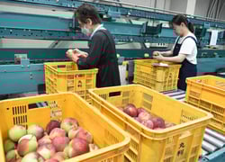 目視で傷やすれの有無を確認する選果スタッフ