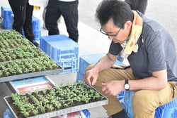 ピンセットで鑑別作業を行う生産者ら