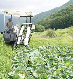 収穫機でキャベツの収穫をする法人関係者