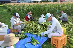甘みのあるトウモロコシ「ゴールドラッシュ」を収穫する内鎌十日会の会員ら