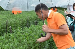小菊の状況を確認するＪＡ担当職員（長野県南箕輪村で）