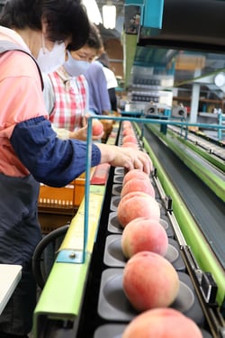選果作業をする職員