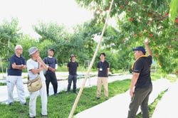 桃の成園を見学する参加者