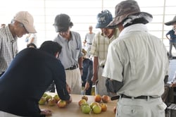 見本果を確認する生産者