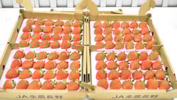 コンテストに出品したイチゴ