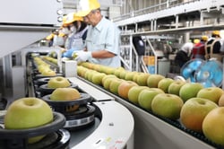 出荷が始まった「幸水」