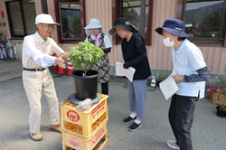 ドーム菊の植え替えの説明を聞く参加者