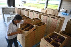 続々と出荷されていくブドウ