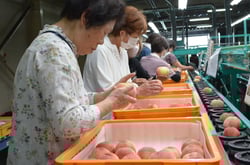 桃の選果作業を行う作業員