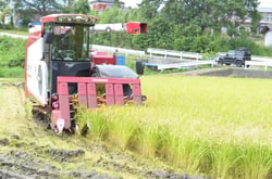 稲刈作業を行う登内社長