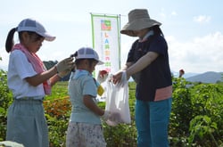 トマトを収穫する親子
