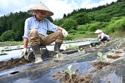 雪中キャベツの苗を定植する早津さん