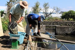 いけすから小ブナを水揚げするＪＡの担当者