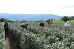 露地きくの生育状況を観察する審査員