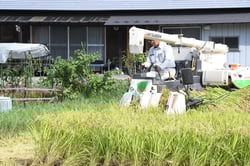 コンバインで稲を刈る曽根さん