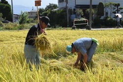 試験地の稲刈りをする関係職員