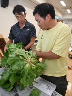 見本を手に取り出荷規格を確認する生産者