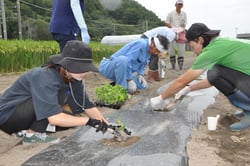 実際に定植を体験している参加者