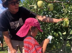 部員と協力してりんごにシールを貼る園児
