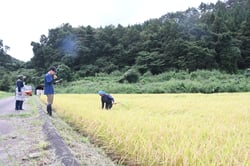 ほ場を審査する審査員（中央）