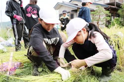 刈り取った稲を束にして揃え、ジュート紐で縛る児童