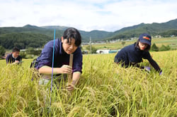 ものさしを使って稈長や穂長を測り、今年の生育状況を確認する職員