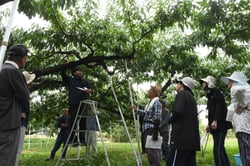剪定する枝を確認する部会員