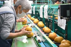 「南水」の選別作業をする作業員