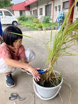 慎重に稲を刈り取る児童