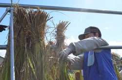 稲刈り後にハザ掛けをする子供