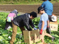 ハクサイを箱に詰める職員親子