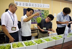 着色や房型などを厳正に審査する部会員ら