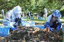 栗「筑波」を出荷する同法人の作業員