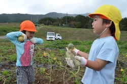 一生懸命におもちゃカボチャを収穫する園児