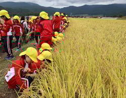 ハサミで稲を刈り取る児童