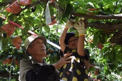 南水の収穫を体験するオーナー家族