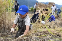 稲刈りを体験する親子