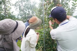葉摘み作業のポイントを伝える営農指導員（右）