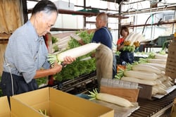 収穫したダイコンの箱詰め作業を行う栁平さん（左）家族