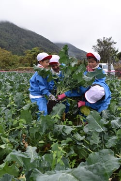 力を合わせて収穫する児童たち