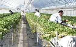 圃場の審査をする審査員ら