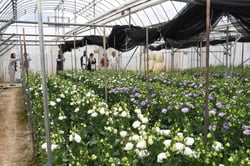 ほ場見学の様子