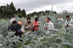 ユーカリの生育状況を確認する審査員