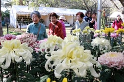 菊を鑑賞する観光客