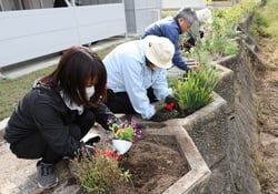 花苗をバランスよく植える参加者